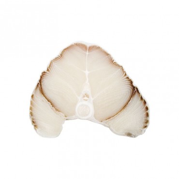 Morski pas kotlet bez kože DS 1kg