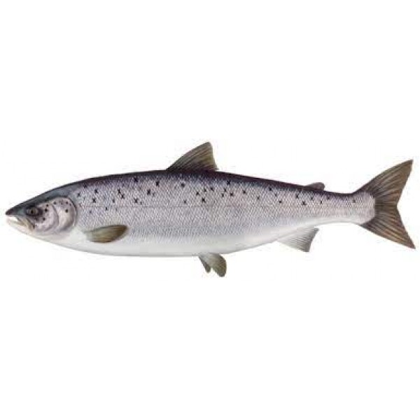 Losos salmo salar 800-1200 g