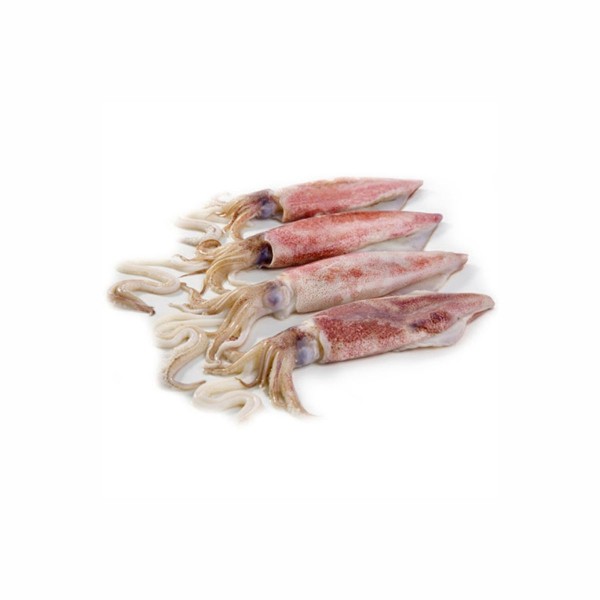 Lignja patagonijska C4L(12-16)10kg